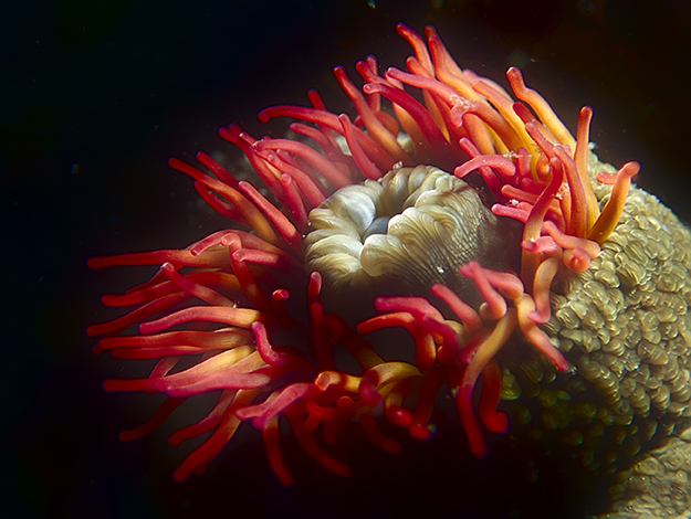 Hong Kong is home to many species of sea anemone
